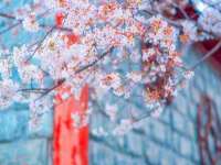 石家庄途盼商贸有限公司