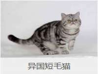 石家庄途盼商贸有限公司