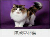 石家庄途盼商贸有限公司