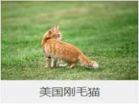 石家庄途盼商贸有限公司