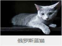 石家庄途盼商贸有限公司