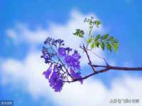 石家庄途盼商贸有限公司
