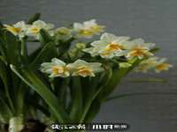 石家庄途盼商贸有限公司