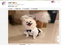 石家庄途盼商贸有限公司