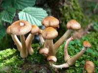 石家庄途盼商贸有限公司
