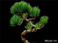 石家庄途盼商贸有限公司